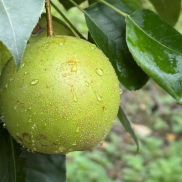 自己家种的翠冠梨，三四千斤，价格便宜