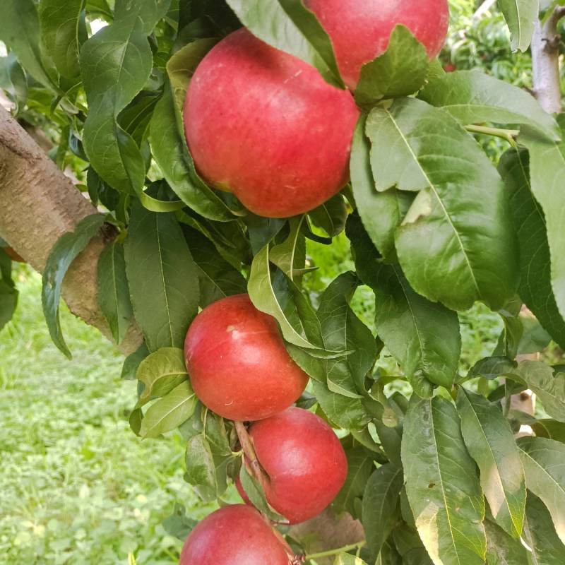 山西运城芮城高山脆甜桃子