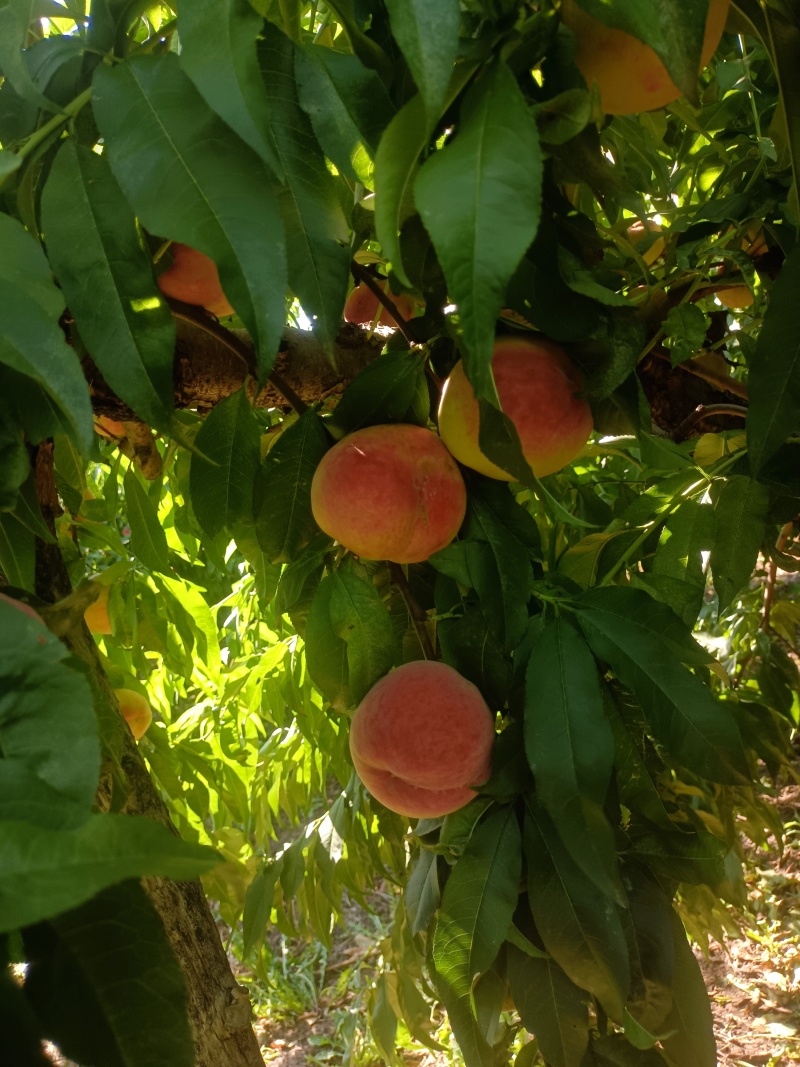 山西运城芮城高山脆甜桃子