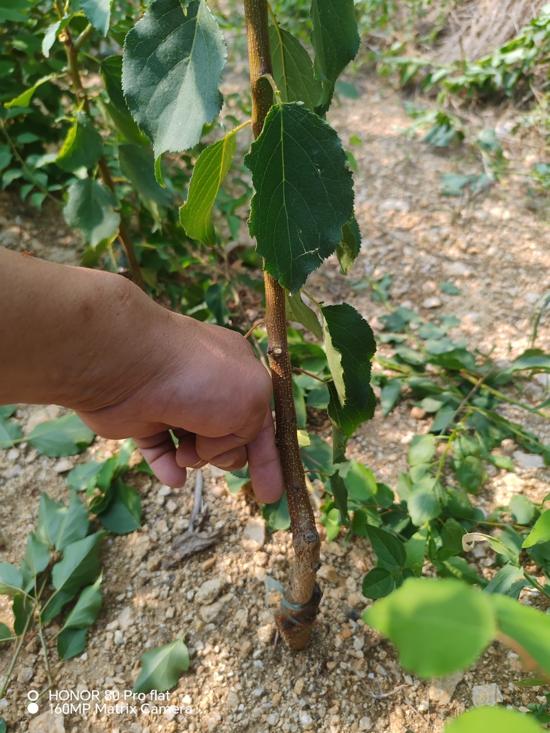 杏树苗，有珍珠油，荷兰香蜜杏，芒果杏