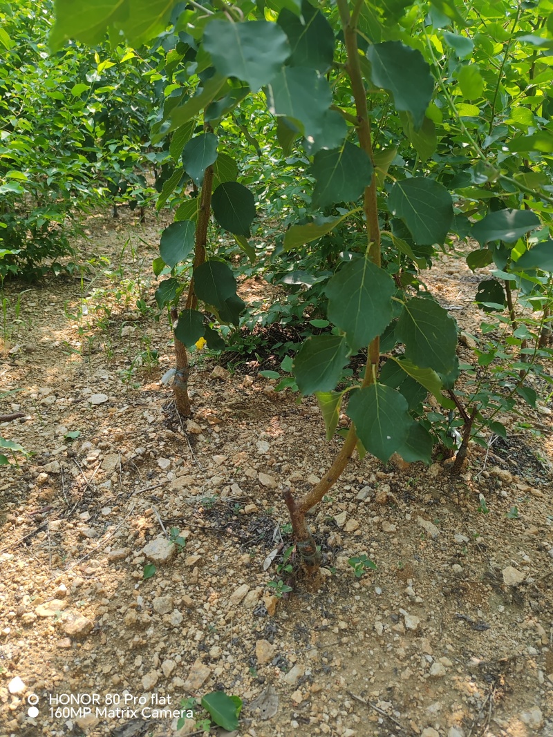 杏树苗，有珍珠油，荷兰香蜜杏，芒果杏