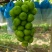 阳光玫瑰产地直供烤干奶茶果/市场渠道果品/出口货货源充足