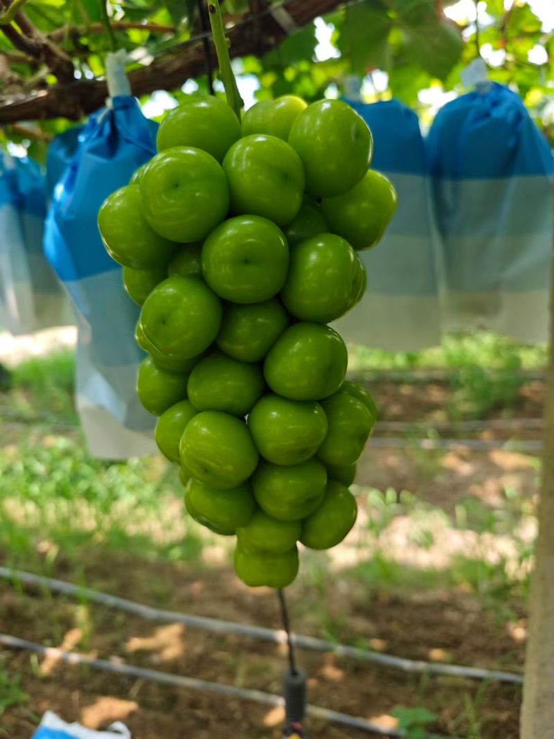阳光玫瑰产地直供烤干奶茶果/市场渠道果品/出口货货源充足