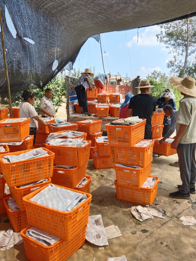 翠冠梨
