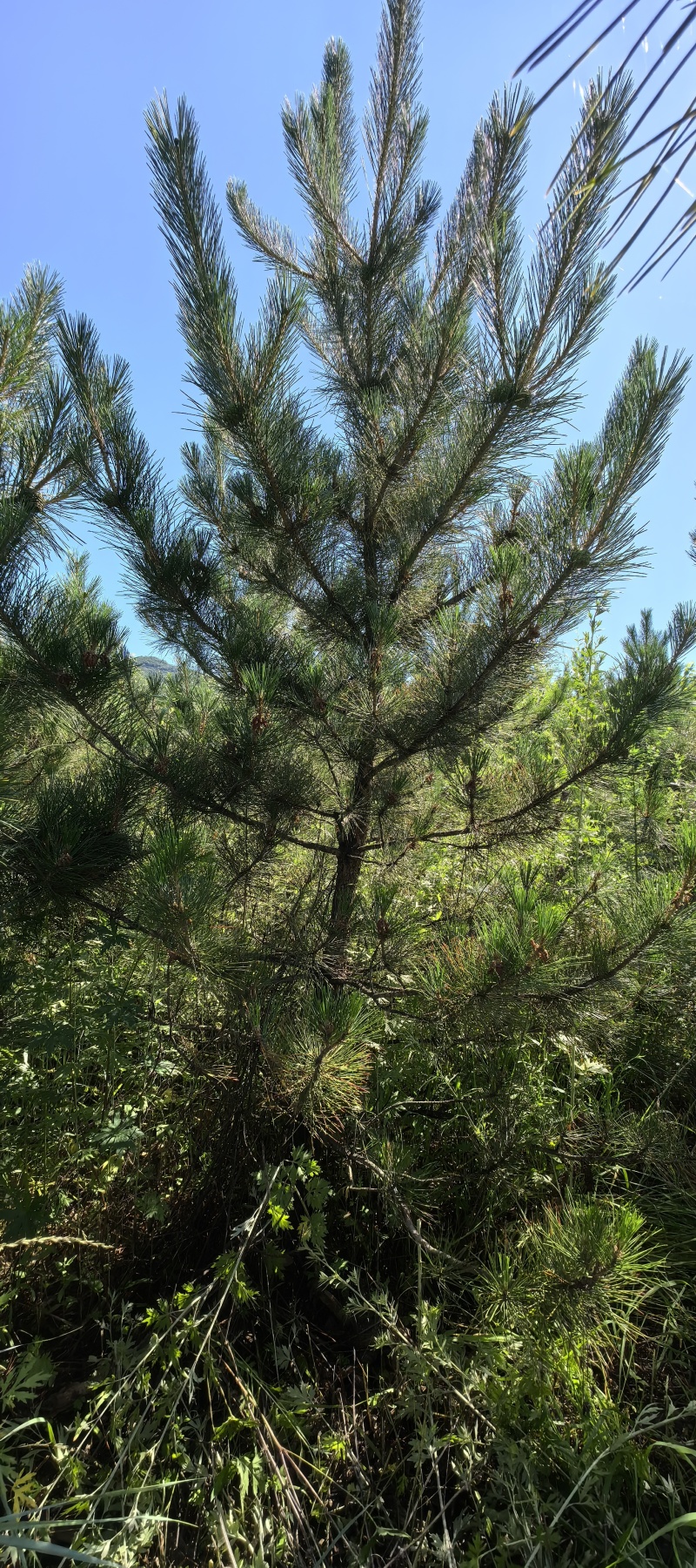 河北丰宁油松清地给钱就出有证装车打包经验丰富