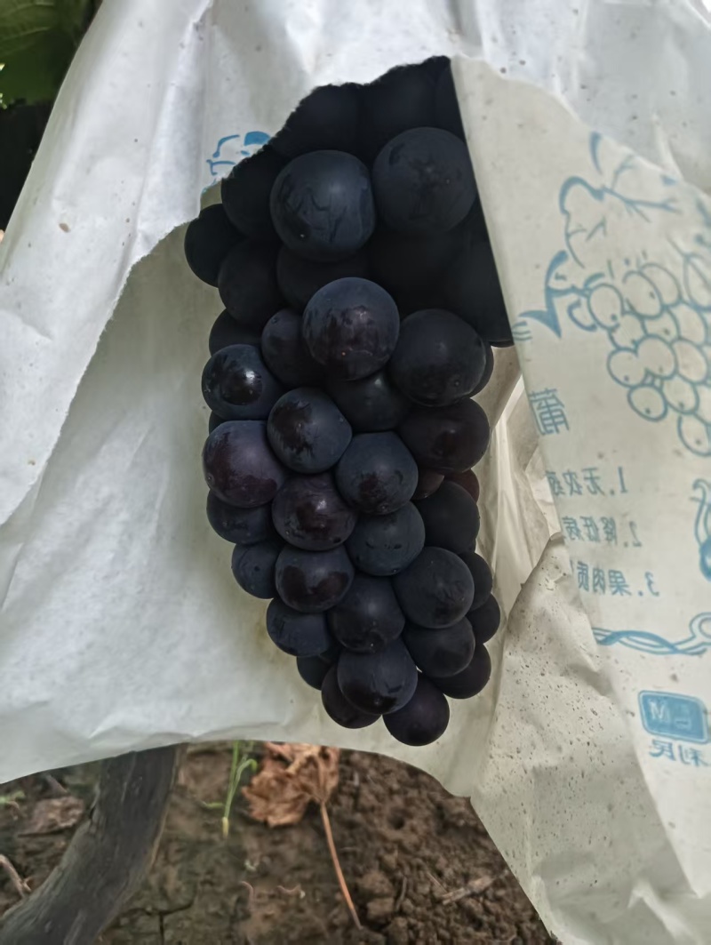 超甜超黑爆汁，无核，夏黑葡萄已经开园欢迎各地老板前来釆购