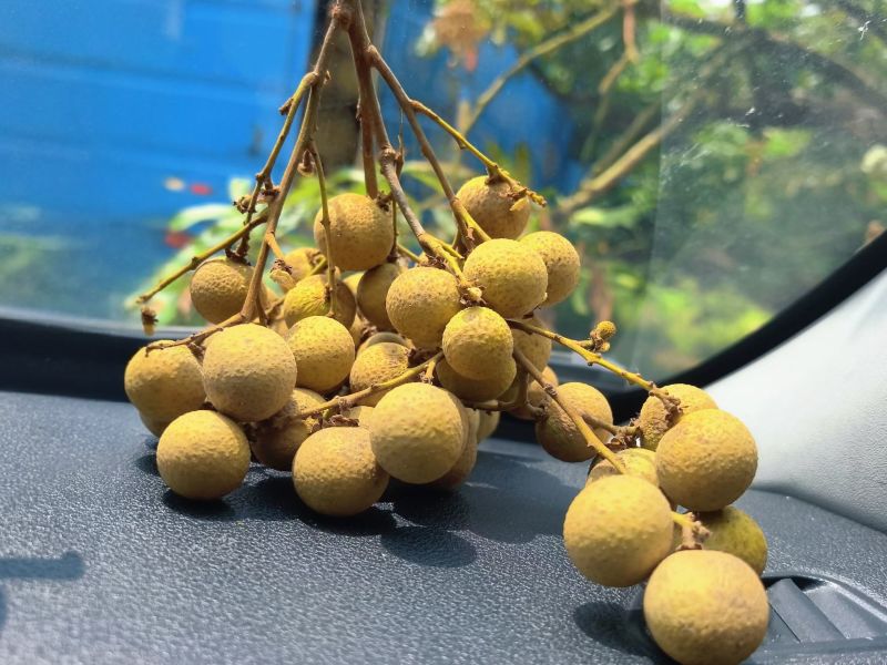 新鲜龙眼现摘现卖产地直供口感绝佳量大从优