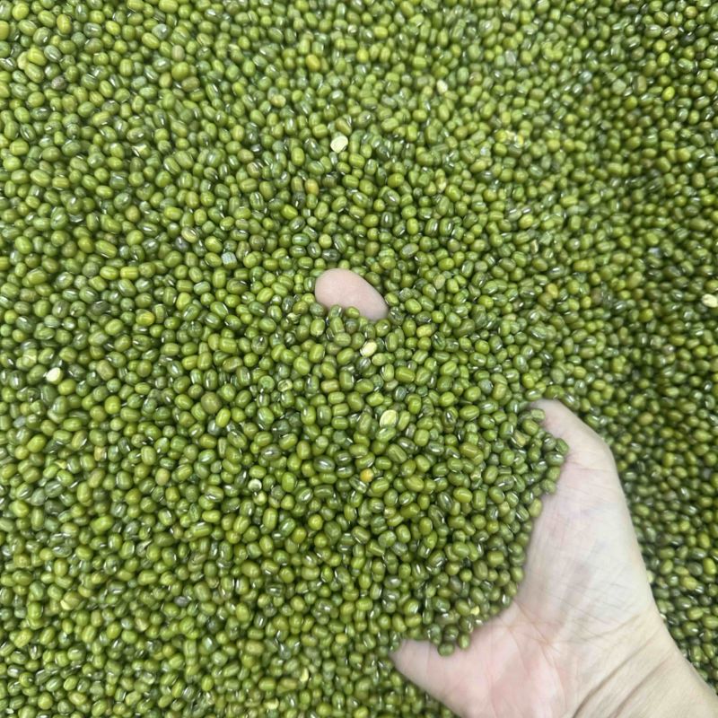 绿豆，明绿豆色泽均匀颗粒饱满粒粒醇香