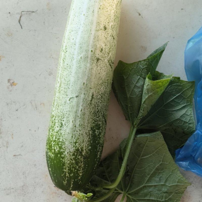 新型水果吊瓜
