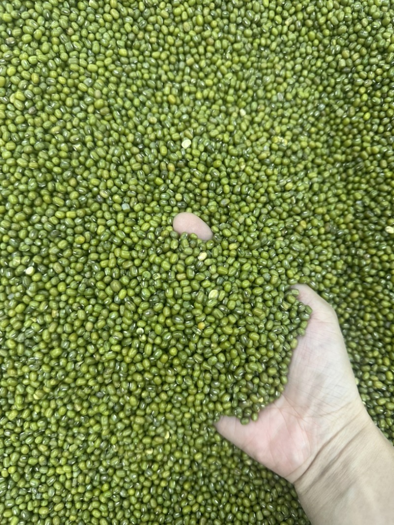 明绿豆，绿豆毛绿豆色泽均匀颗粒饱满，大量供货