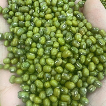 绿豆，明绿豆颗粒饱满粒粒醇香色泽均匀