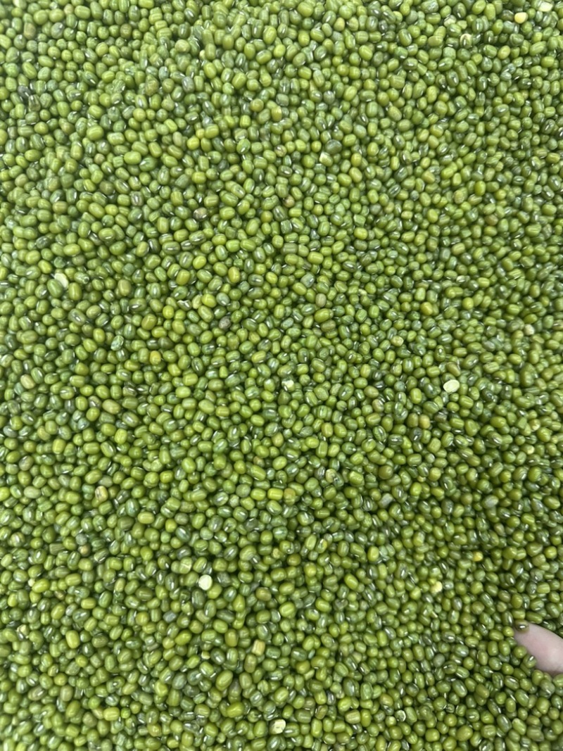 明绿豆，绿豆色泽均匀，大量供货，