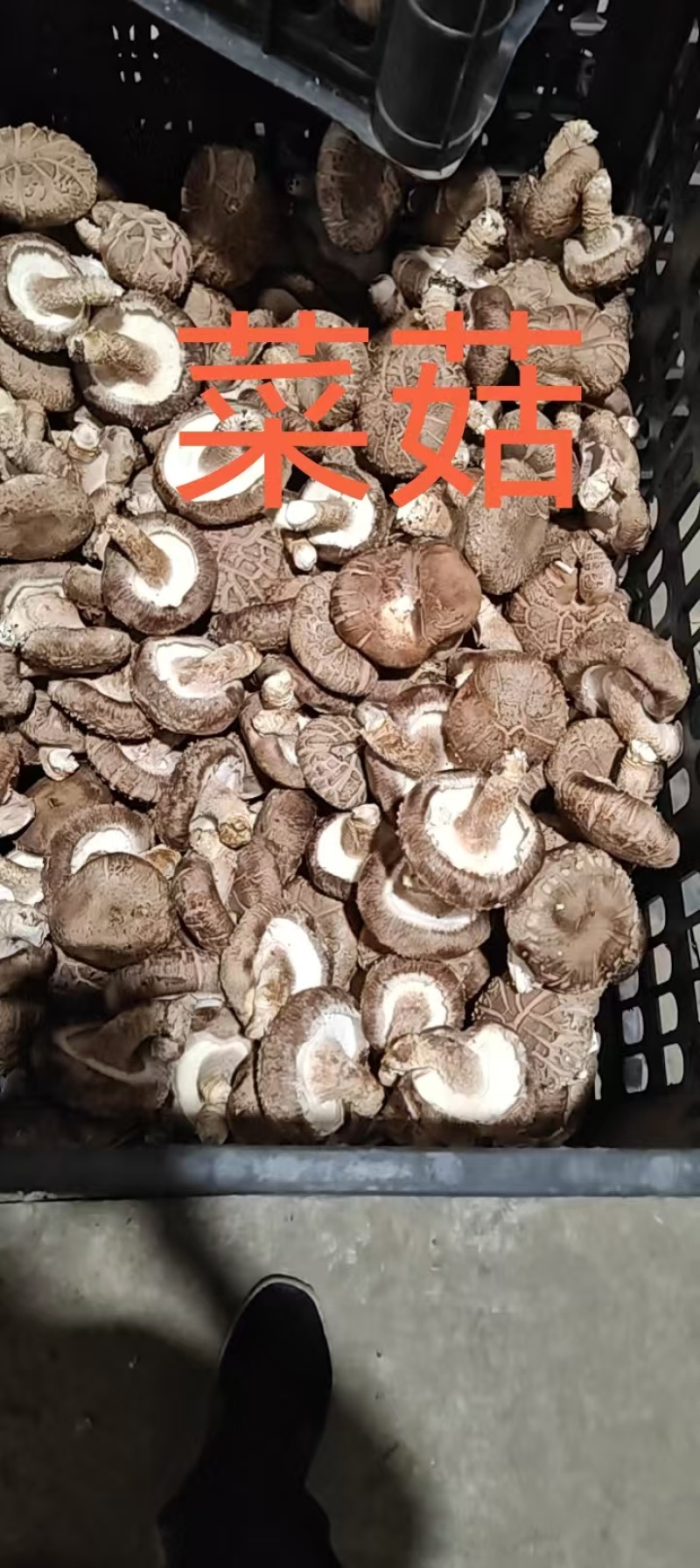 新鲜香菇，大花菇