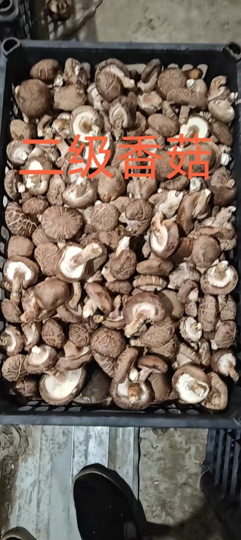 新鲜香菇，大花菇