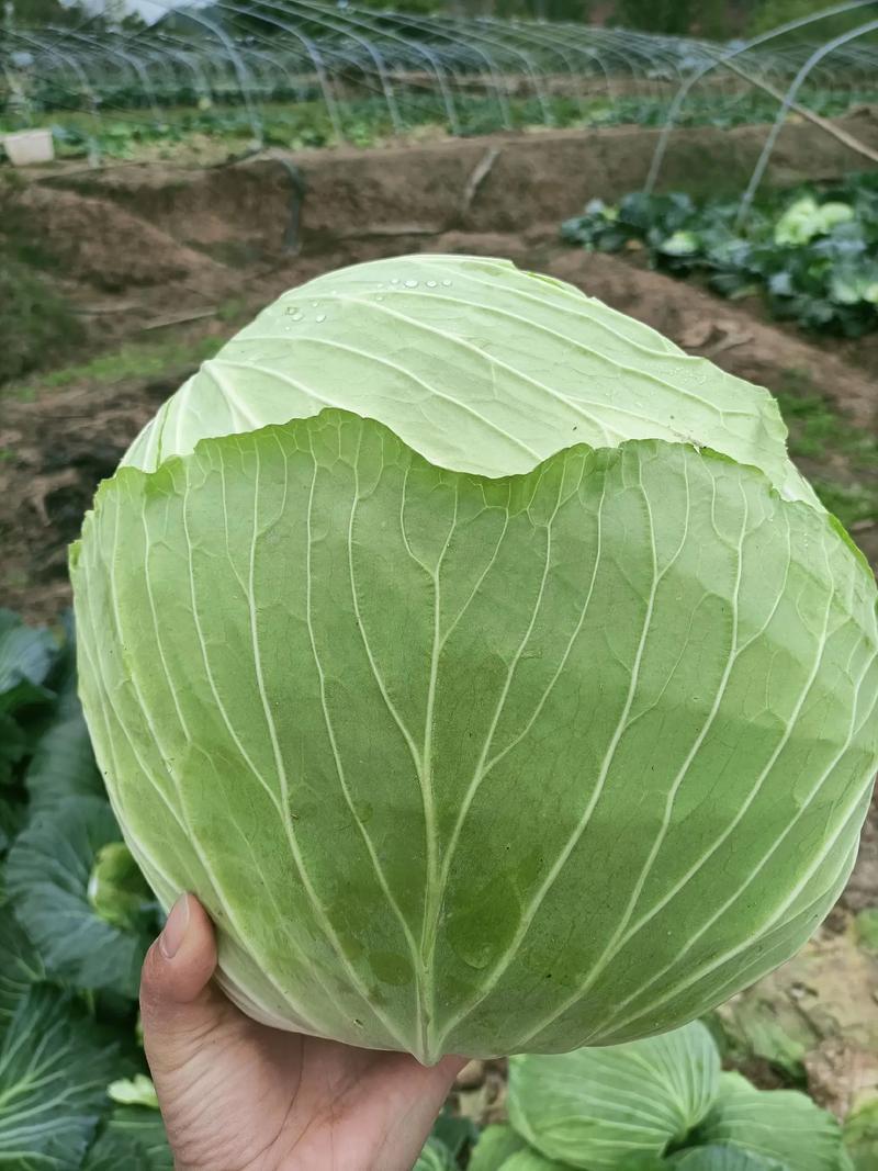 包菜，色泽圆润，味道鲜美，大小均匀
