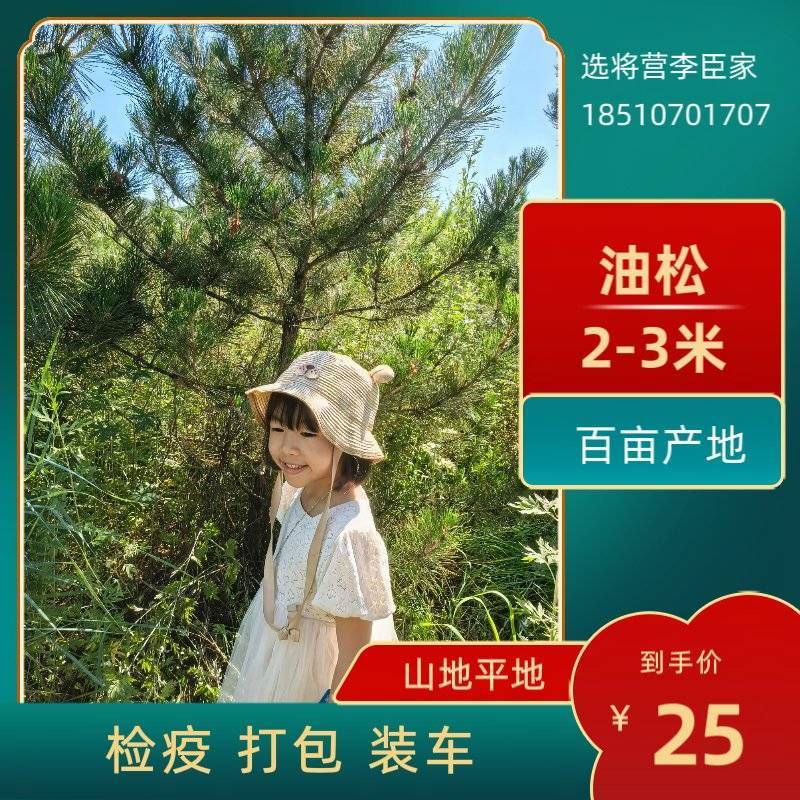 河北丰宁油松清地给钱就出有证装车打包经验丰富