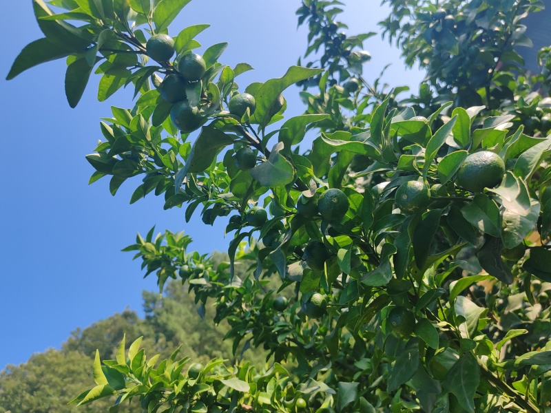 金秋砂糖橘(产地直发)山地种植皮红果甜诚信经营