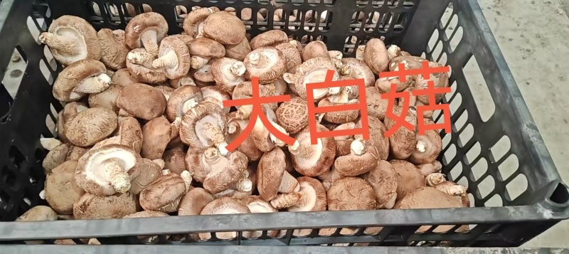 鲜香菇出售