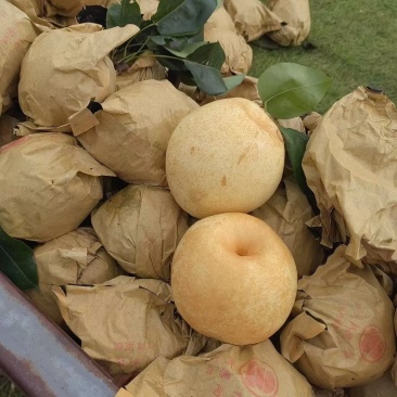 脆冠梨大量上市了，口感细嫩化渣，甜度巴适