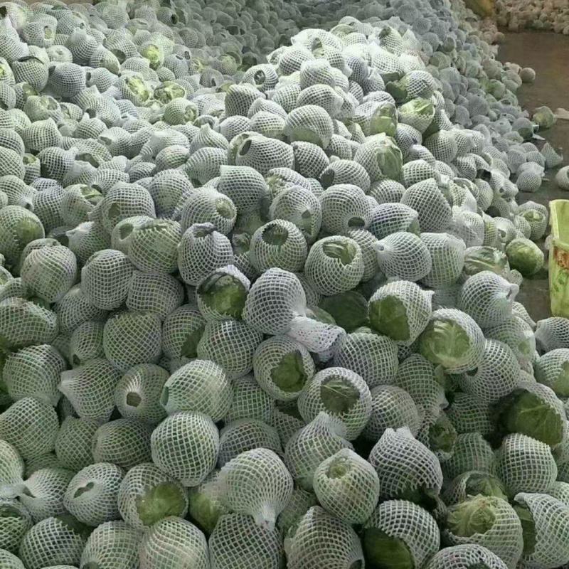 甘蓝