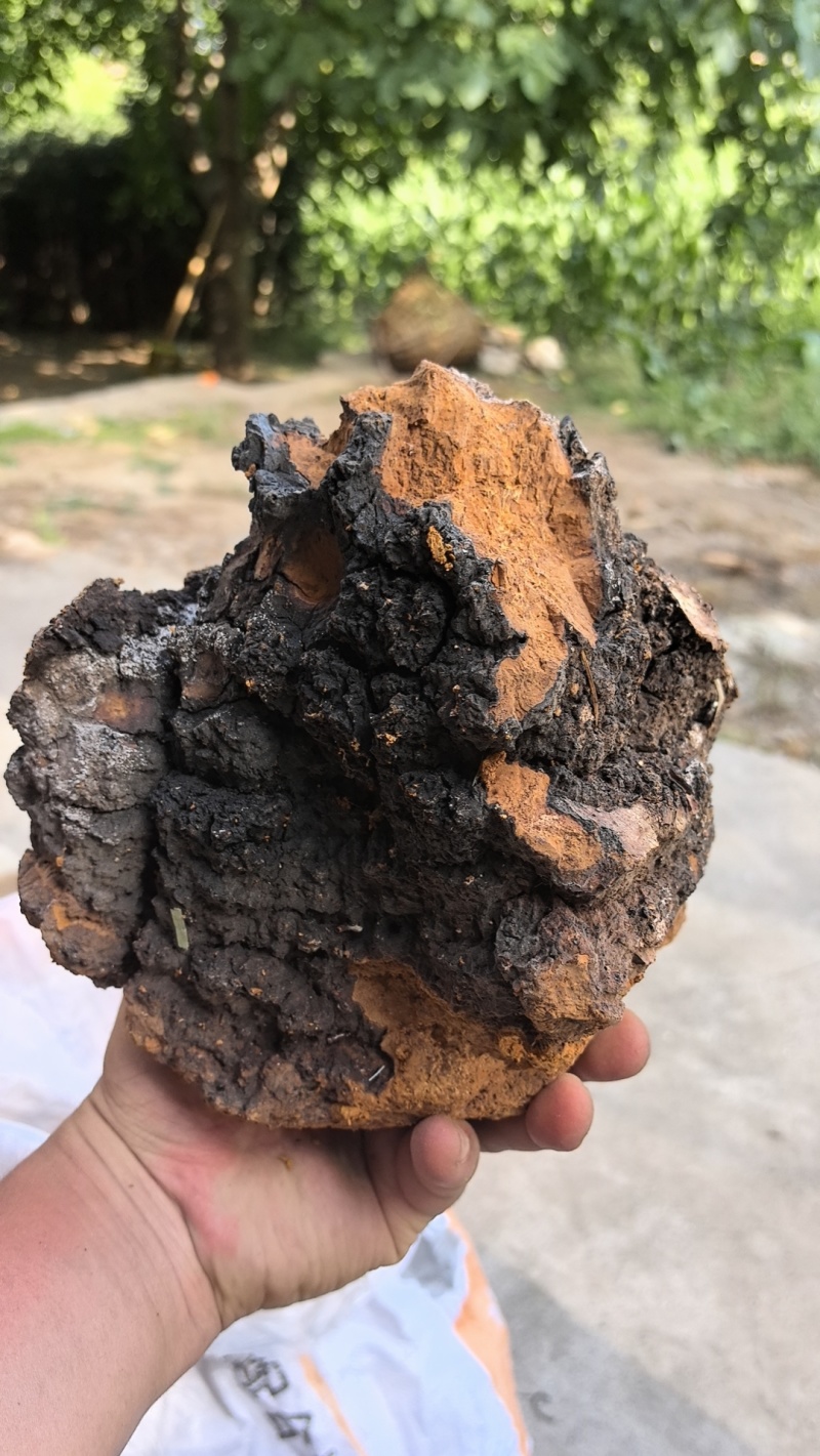 桦树茸