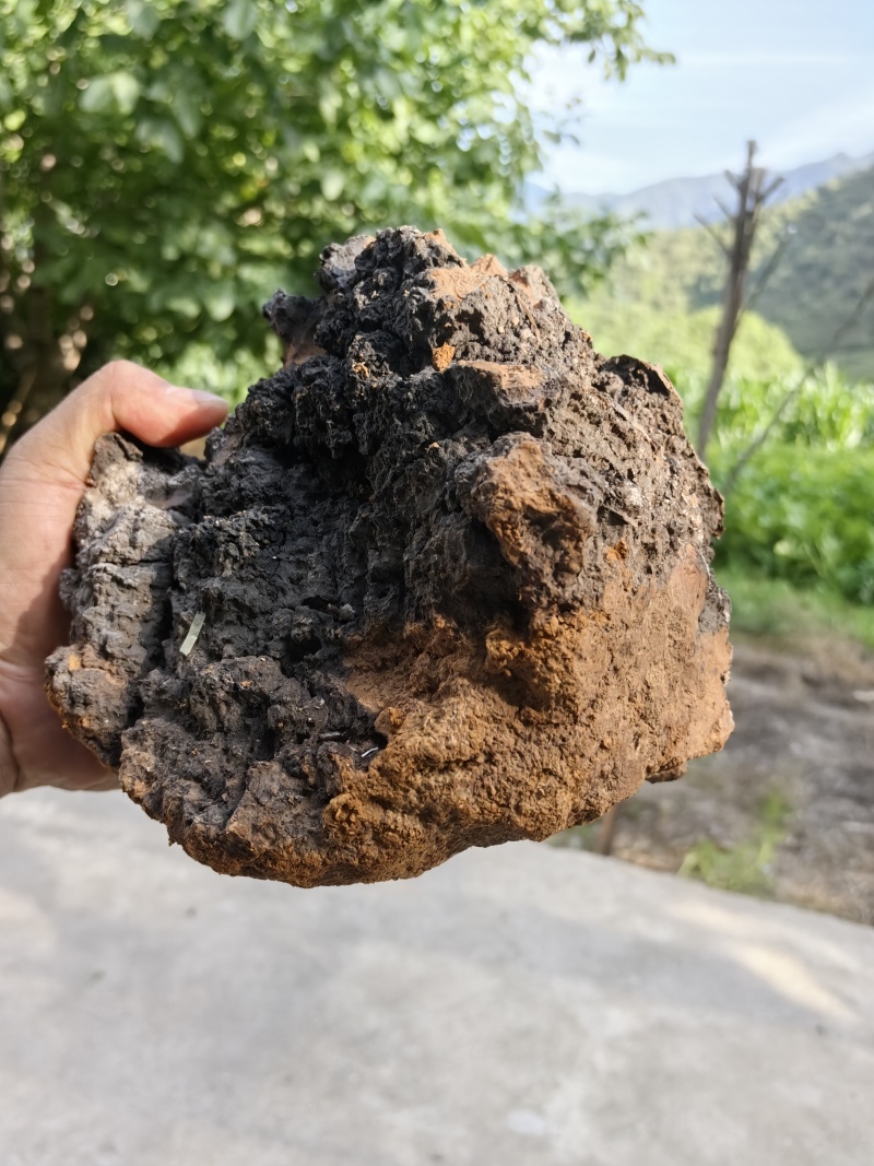 桦树茸