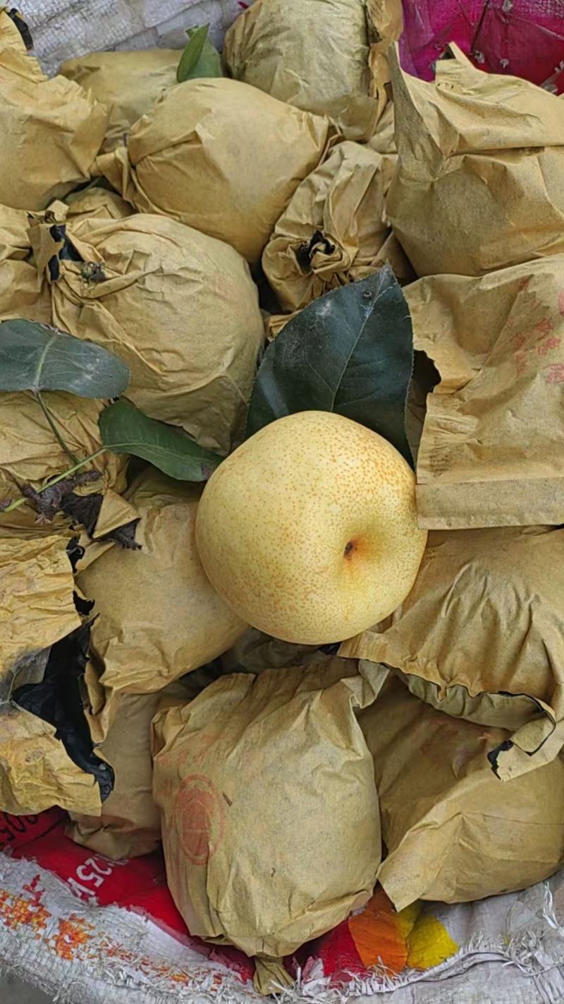 翠冠梨大量上市，口感细嫩化渣，味道巴适得很