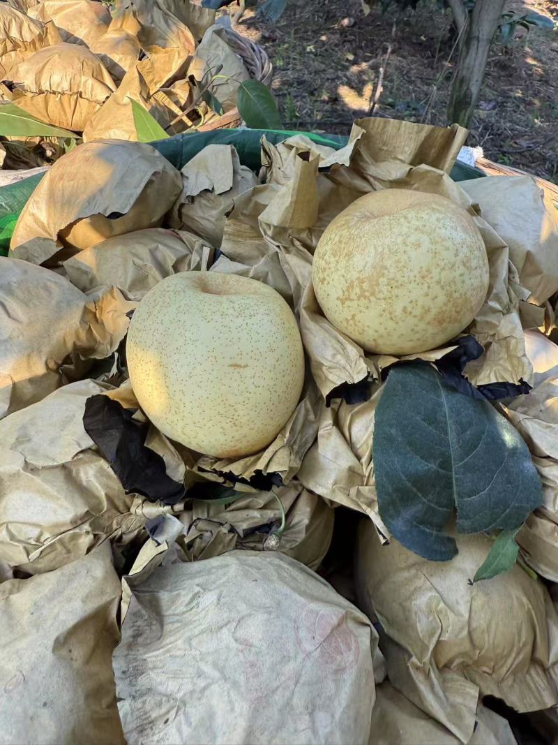 翠冠梨大量上市，口感细嫩化渣，味道巴适得很