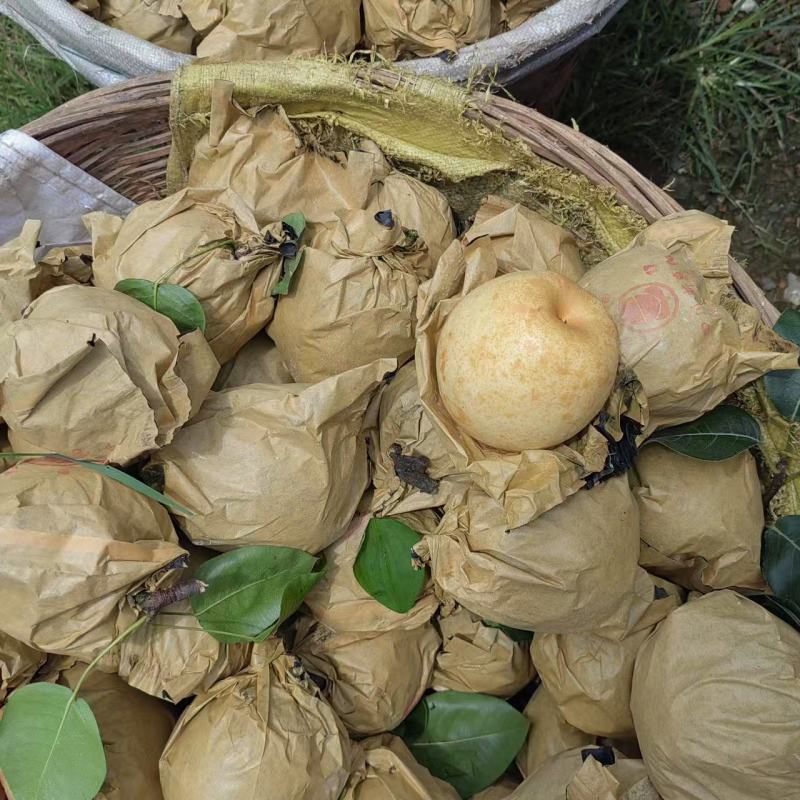 翠冠梨大量上市，口感细嫩化渣，味道巴适得很