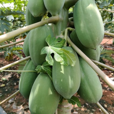 益源生木瓜