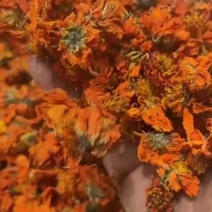 天山冰菊