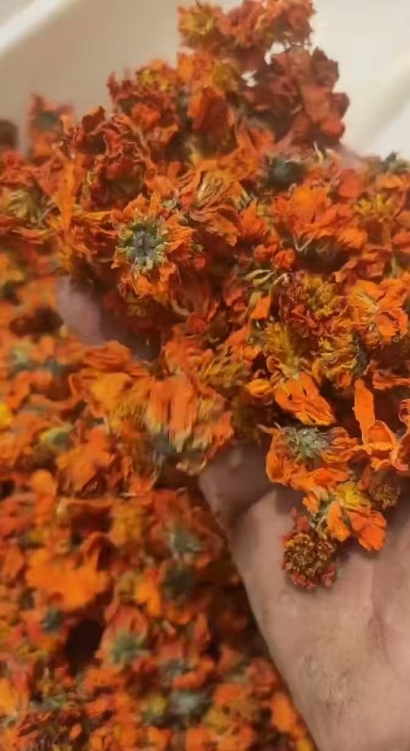 天山冰菊