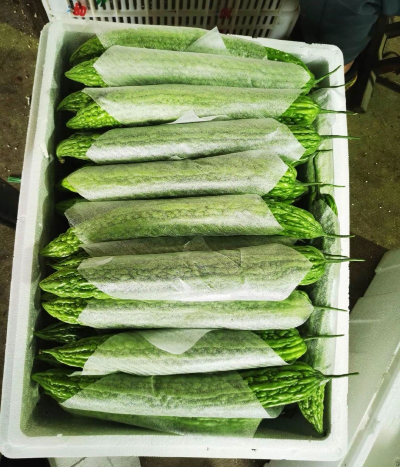 陕西西安油绿苦瓜，露天头茬新鲜上市油绿苦瓜大量上市