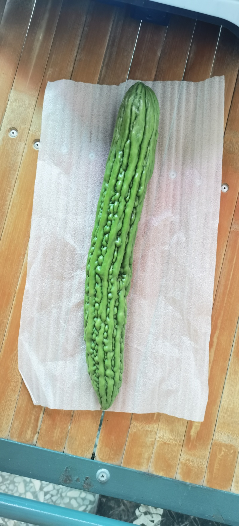 陕西西安油绿苦瓜，露天头茬新鲜上市油绿苦瓜大量上市