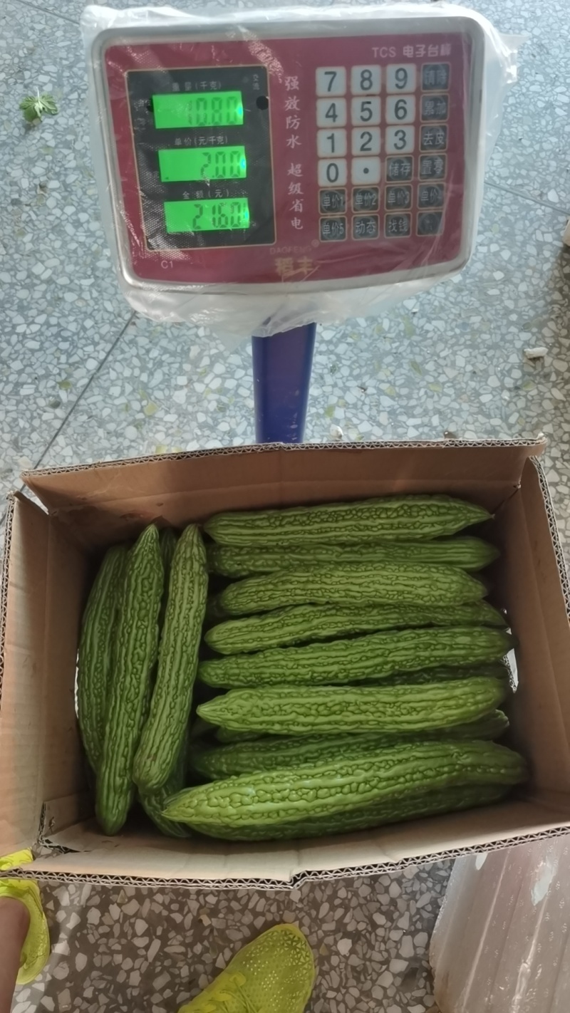 陕西西安油绿苦瓜，露天头茬新鲜上市油绿苦瓜大量上市