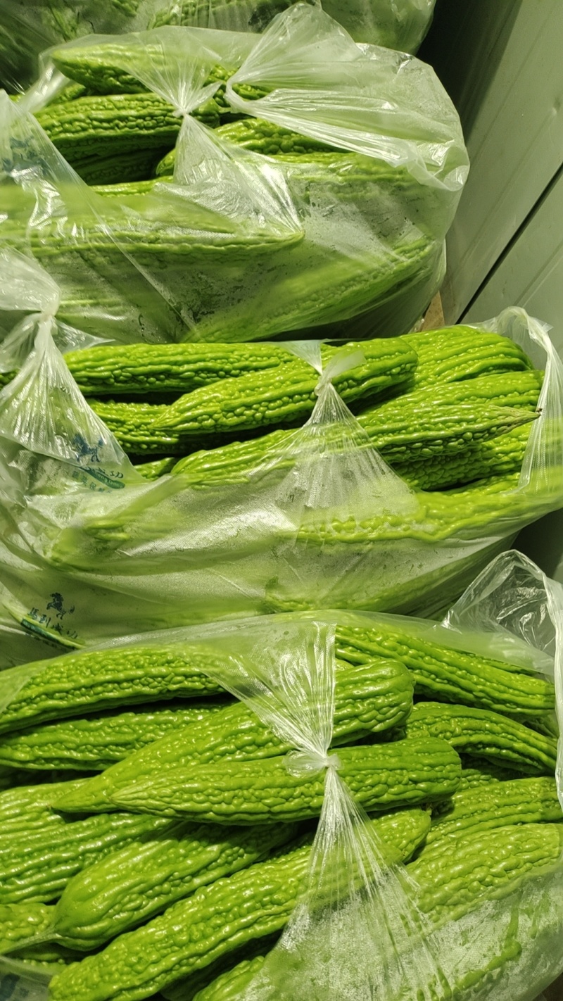 陕西西安油绿苦瓜，露天头茬新鲜上市油绿苦瓜大量上市