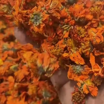 天山冰菊