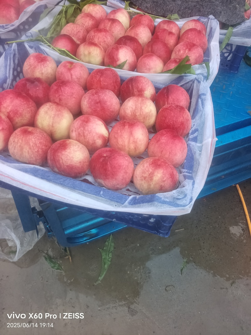 精品毛桃大量上市，产地直发，品质保障，诚信经营，价格美丽