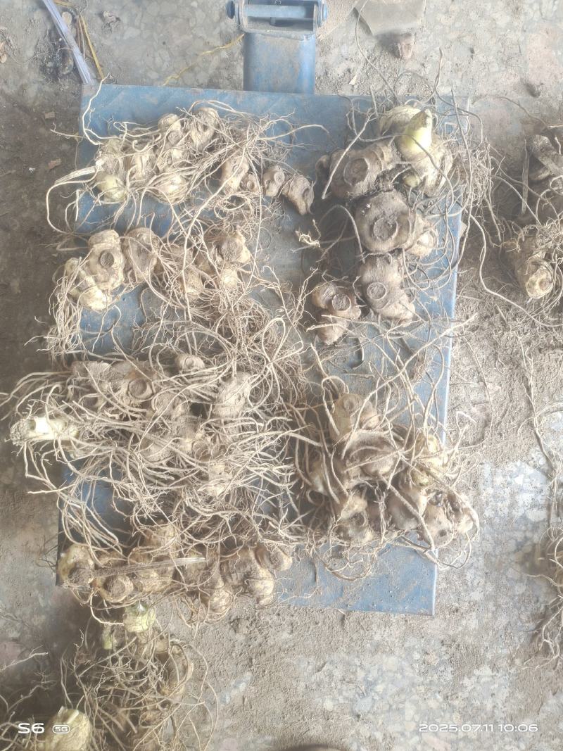 黄精鲜货，姜形多花药食同源九制黄精野生货带根须，