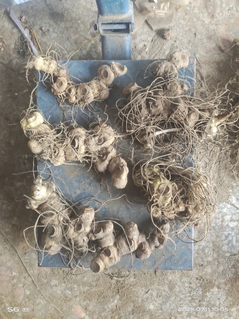黄精鲜货，姜形多花药食同源九制黄精野生货带根须，