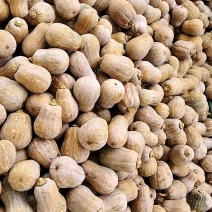 小金香花生南瓜万亩基地直发，品质保证对接外贸档口