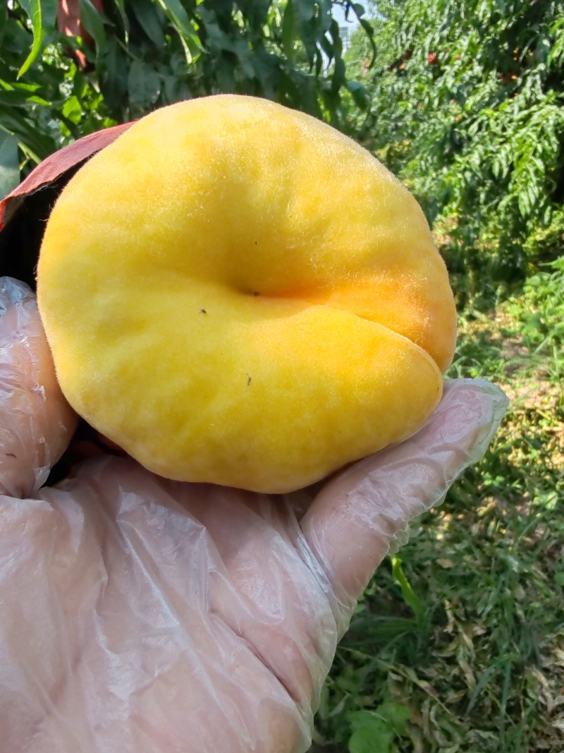 又香又甜的蟠桃上市了！需要的老板请联系