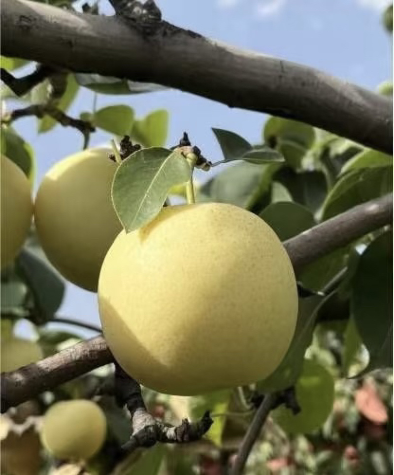 新皇冠梨大量上市，无冰雹眼，果面好，面积庞大，糖度高