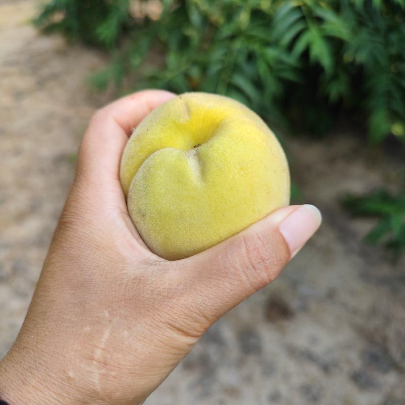 黄桃