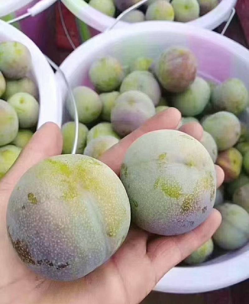 半边红李子，脆甜多汁棵粒大不夹口，果园供货中：现货