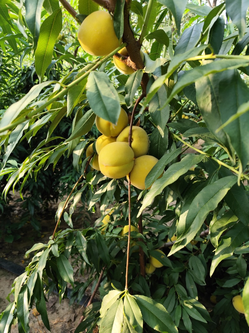 黄桃