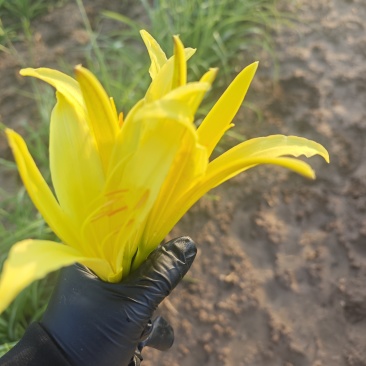 黄花菜