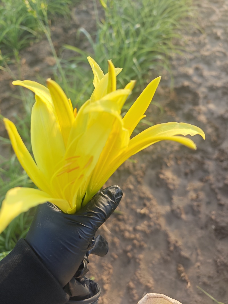 黄花菜