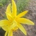 黄花菜