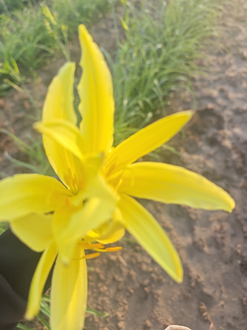 黄花菜